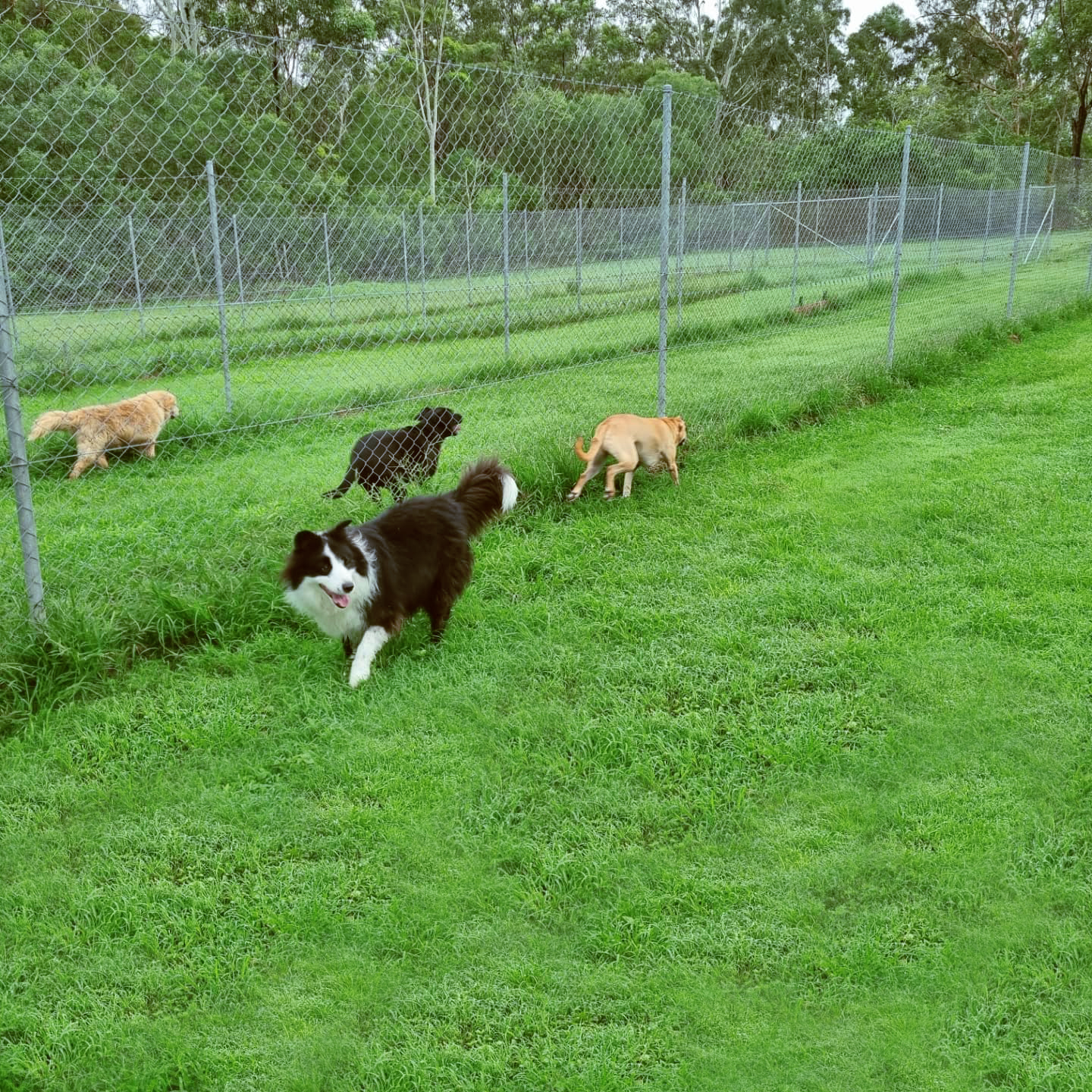 dog-kennels-yoders-storage-buildings